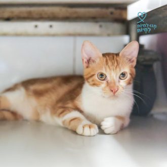 גורת חתולים ג'ינג'ית לבנה, שוכבת על הריצפה ומביטה ימינה.