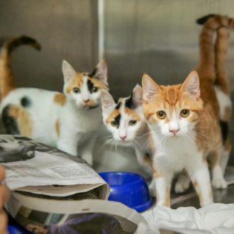 גור חתולים ג'ינג'י לבן ושתי גורות חתולים בצבעי ג'ינג'י, לבן, שחור, עומדים בכלוב ומביטים קדימה.