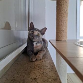 גורת חתולים ג'ינג'ית אפורה, שוכבת על עדן החלון ומביטה למעלה.