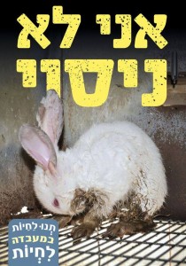 ניסוי בארנבים