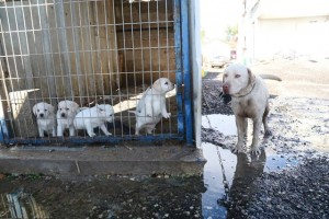 תעשיית מכירת הכלבים היא מהמזעזעות בארץ. בזמן שאנשים קונים כלבים שהוחזקו בתת תנאים, כלבים שמחכים לאימוץ מומתים בכלביות העירוניות