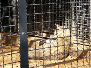 הנזק שנגרם לבעלי החיים בגני חיות ולמה חובתנו להמנע מלהגיע לשם