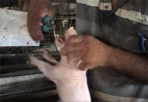 בעקבות חקירה סמוייה התעללות בחזירים, תנו לחיות לחיות הגישה בג"צ לשיפור תנאי המחיה של החזירים