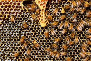 על תעשיית הדבורים להכנת דבש למה דבש הוא חלק מתפריט טבעוני ולמה עדיף סילאן