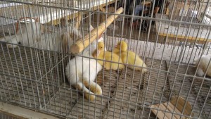 חנויות בעלי חיים שמוכרות כלבים ארנבים חתולים ברווזים ציפורים דגים בתנאים נוראיים