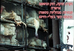 עבירות נוספות בתחום צער בעלי-חיים לעבירות מנהליות