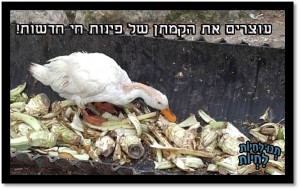 משרד החינוך אסר על בית הספר ביאליק רוגזין בתל אביב להקים פינת ח
