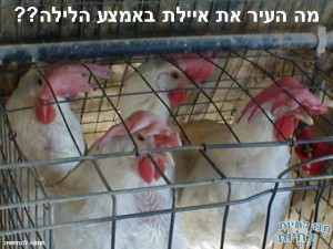 התעללות בתרנגולות