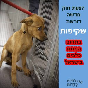 הצעת חוק חדשה שקיפות בתחום המתות הכלבים. הצעת החוק תחייב רשויות מנהליות ומתקנים להעביר דיווח על הכלבים שהמיתו, ותורה על פרסום הנתונים.