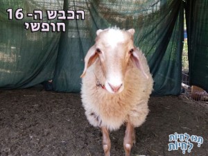 במהלך חג הפסח התקבלה המחלקה המשפטית של תנו לחיות לחיות, הודעה דחופה על כבשה המיועדת לשחיטה שחורה באזור הדרום ומוחזקת עד לשחיטה בתוך חדר קירור בתנאים קשים מאוד אגב סבל נוראי. מיד פנינו אל הרשויות ויחד עם השירותים הווטרינריים העירוניים ועם משרד החקלאות פעלנו להחרמת הכבשה. הכבשה הועברה למתקן מוגן להסגר של 30 יום ואח"כ עברה מספר בדיקות כדי לשלול מחלות ולדאוג לבריאותה. אנו שמחים לבשר לכם שהיום הועברה הכבשה שזכתה לשם "צ'יל" (קריר) לחזקת עמותת תנו לחיות לחיות והיא הולכת לחיות חיים טובים ומאושרים אי שם בארץ. אנו רוצים להודות: לכל הפעילים המסורים שלא נחים לרגע ומדווחים לנו על כל הפרה (וכל כבשה) של החוק, לווטרינר הרשותי ולמשרד החקלאות ומאחלים לצ'יל שלנו שנים רבות ומאושרות.