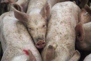 מאמר בנושא תעשיית החזירים