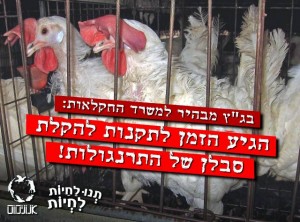 תנו לחיות לחיות בג"ץ תרנגולות