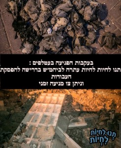 להציל את העטלפים