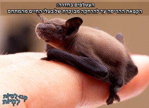 תנו לחיות לחיות עטלפים