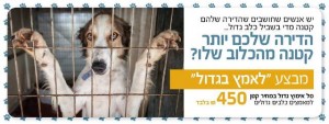 מבצע אימוץ כלבים גדולים
