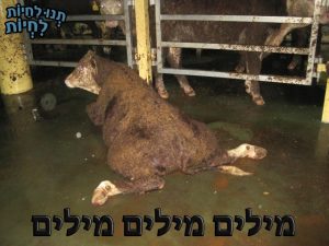 להפסיק את המשלוחים החיים