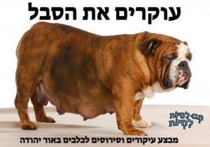 מבצע עיקורים וסירוסים לכלבים
