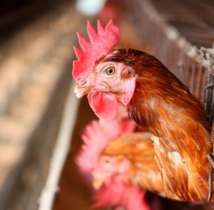 אפרוחים יתומים: התרנגולות בתעשיית הבשר והביצים