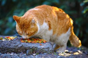 האכלת חתולי רחוב