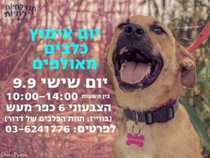 יום אימוץ כלבים מאולפים