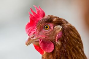Brown chicken hen close up