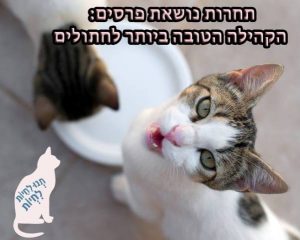 תחרות נושאת פרסים: הקהילה הטובה ביותר לחתולים