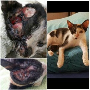 גור חתולים שעבר השתלת פנים