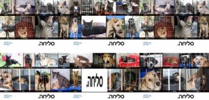 סליחה