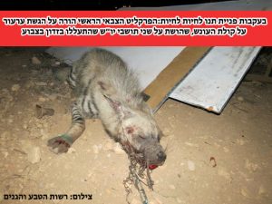 התעללות בצבוע