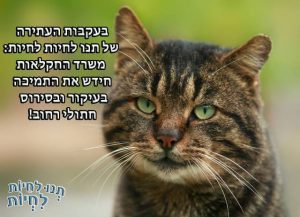 בעקבות העתירה של תנו לחיות לחיות: משרד החקלאות חידש את התמיכה בעיקור ובסירוס חתולי רחוב!