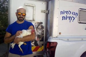 תרנגולות חולצו מכלובי סוללה