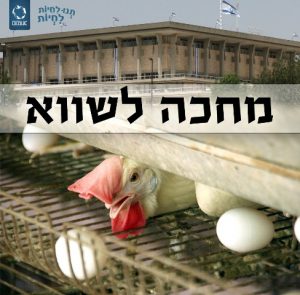 דיון בכנסת תרנגולות