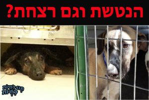 הנטשת וגם רצחת?
