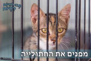 לאמץ חתול