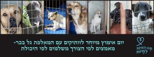יום אימוץ ותיקים