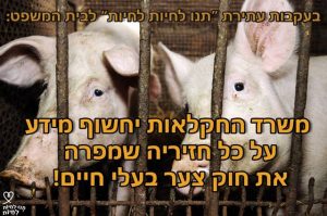 בעקבות עתירת תנו לחיות לחיות: משרד החקלאות יחשוף מידע על כל חזיריה