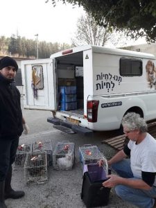 לפני מספר ימים נתקבלה במשרדי המחלקה המשפטית תלונה על חיות משק המוחזקות שלא בהתאם לתקנות צער בעלי חיים בירושליים. פנינו מיד אל הוטרינר הרשותי ד"ר אסף בריל אשר יחד עם מנהל הנפה וצוות הפיקוח הווטרינרי החליטו להחרים את בעלי החיים במקום. היום הועברו כולם  תרנגול הודו. 5 ארנבות. 4 תרנגולות. 2 ברווזים אל ביתם החדש בחוות ארץ הצבי. אנחנו רוצים להודות לד"ר בריל ולכל צוות המחלקה על ביצוע מהיר ויעיל ועל שיתוף הפעולה השוטף. 