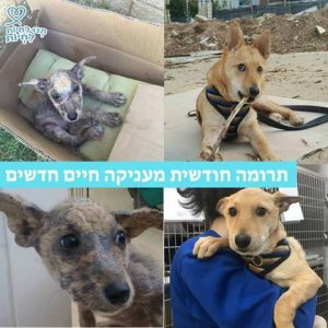 20 שקלים בחודש מעניקים, מדי חודש, חיים חדשים