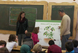 תזונה מהצומח
