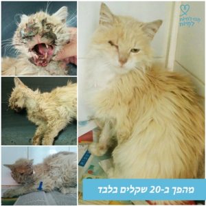 מהפך