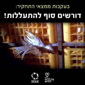 עבירות צער בעלי חיים במשחטת מילועוף