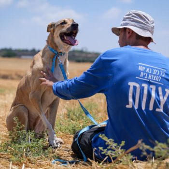 כלבה חומה לבנה, קולר תכלת לצוארה מחובר לרצועה תכלת, יושבת בשדה חרוש מול אדם לבוש בחולצה כחולה ארוכה, כובע לראשו והוא מלטף את פניה. היא מביטה למעלה.