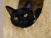 חתולה עם פרווה בצבע שחור לבן שוכבת בתוך מיטת חתולים מעץ ומביטה שמאלה
