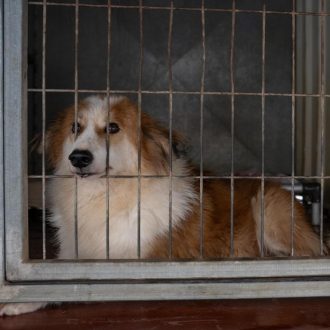 כלב עם פרווה בצבע חום לבן מביט שמאלה בעוד שהוא שוכב בתוך כלוב כאשר אפו יוצא מתוך הכלוב