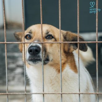 כלבה עם פרווה בצבע חום לבן מביטה שמאלה בעוד שהיא נמצאת בתוך כלוב