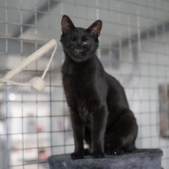 חתול שחור מביט קדימה, עומד על בית לחתולים ולידו מתקן גירוד