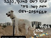 כלבה עם פרווה בצבע חום לבן, קולר שחור ורצועה שחורה מביטה שמאלה