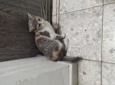 חתול עם פרווה בצבע לבן, אפור וחום יושב על הרצפה ומביט קדימה