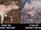 פרה גוססת ונטושה