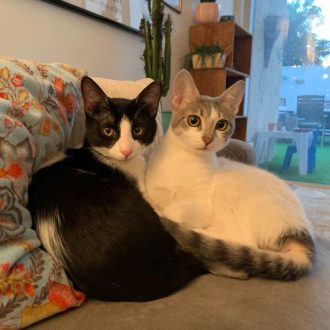 שני חתולים שוכבים על ספה אפורה, אחד מהם עם פרווה לבנה ומנומרת שמביט ימינה והאחר הוא עם פרווה בצבע שחור לבן שמביט קדימה